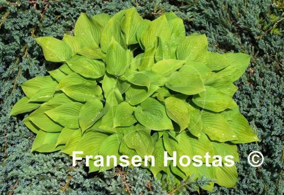 Hosta Birchwood Gold